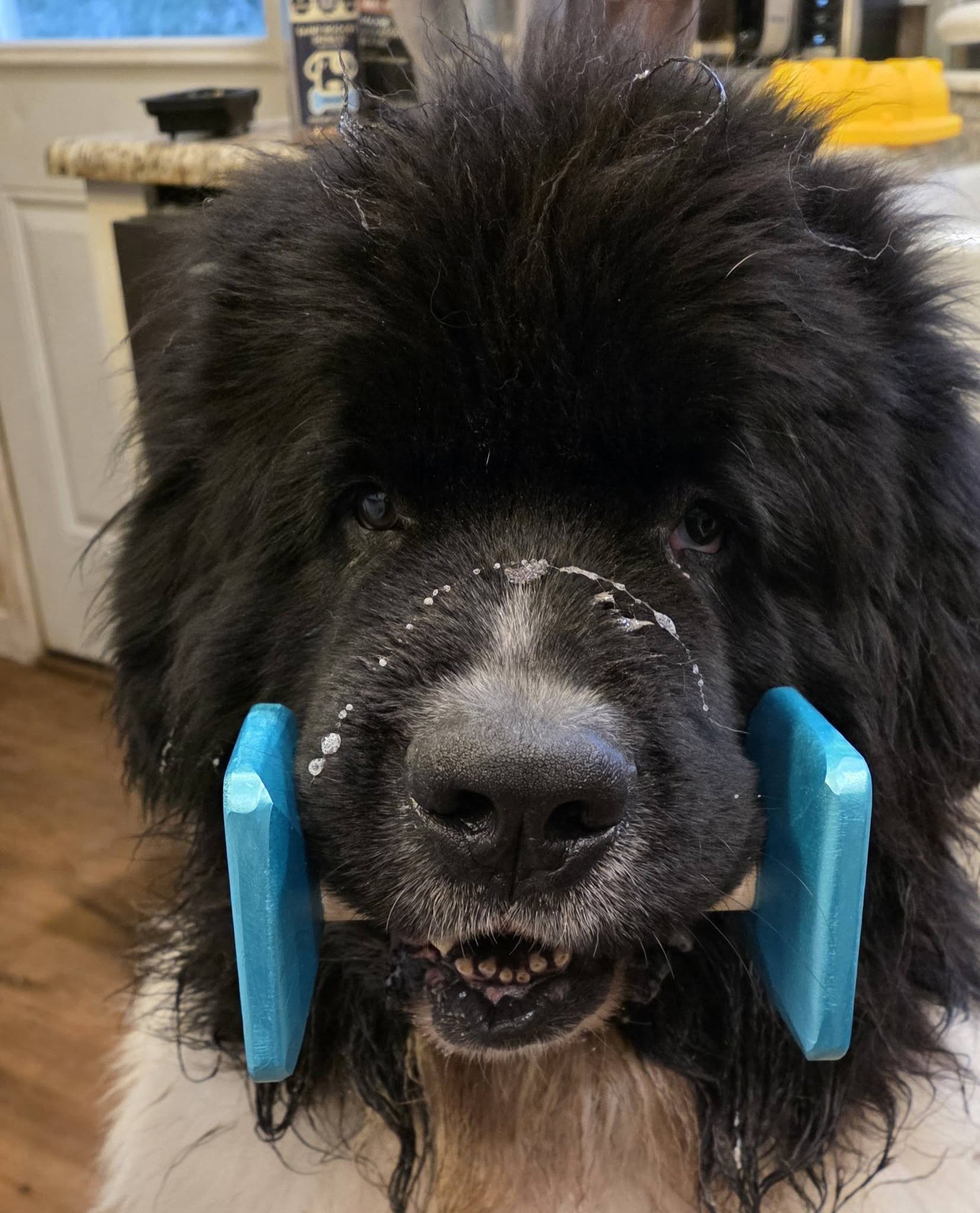 Michael, the Newfie, and his new custom dumbbell. 