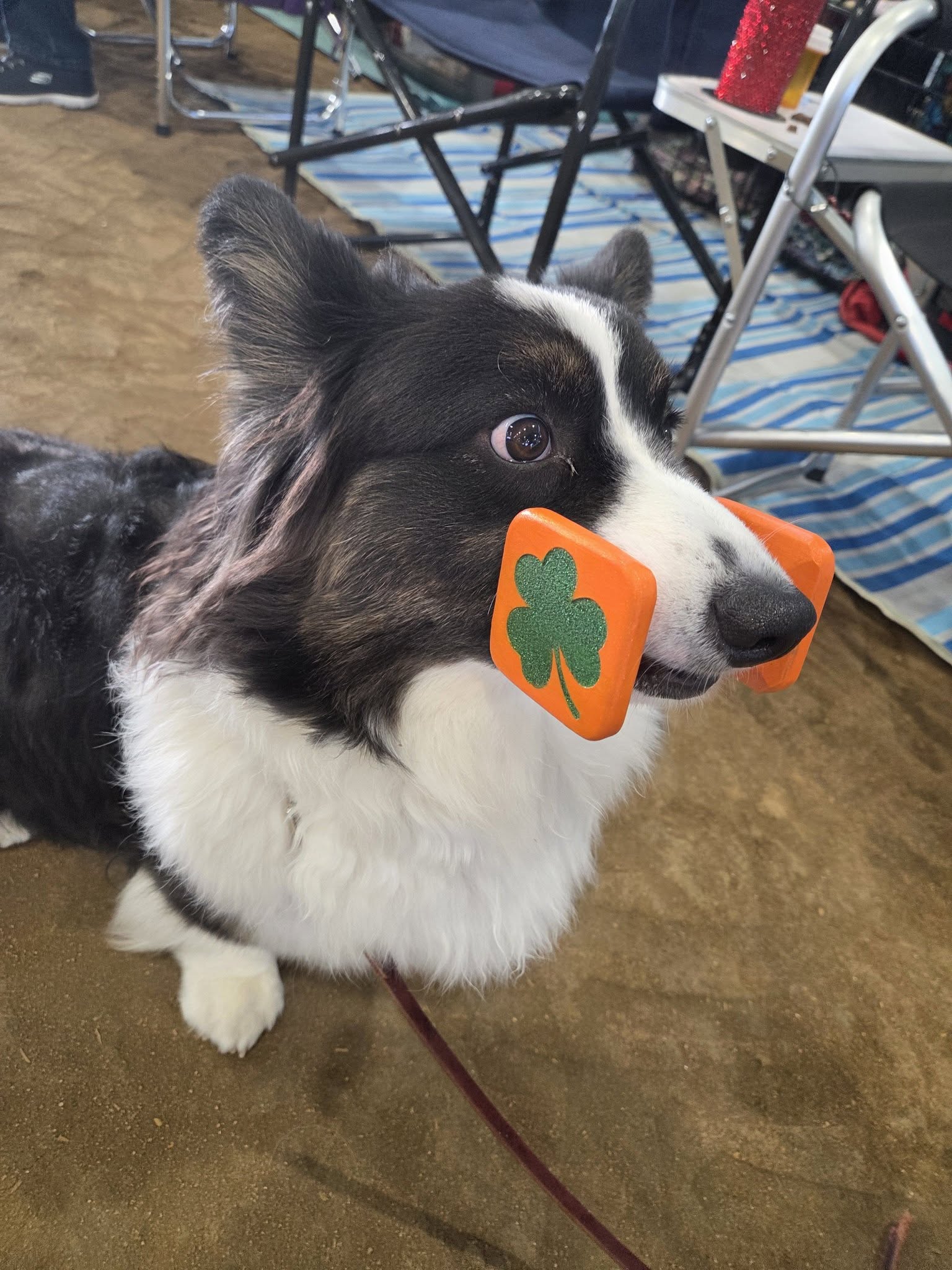  Dublin's sparkly new shamrock dumbbell. 