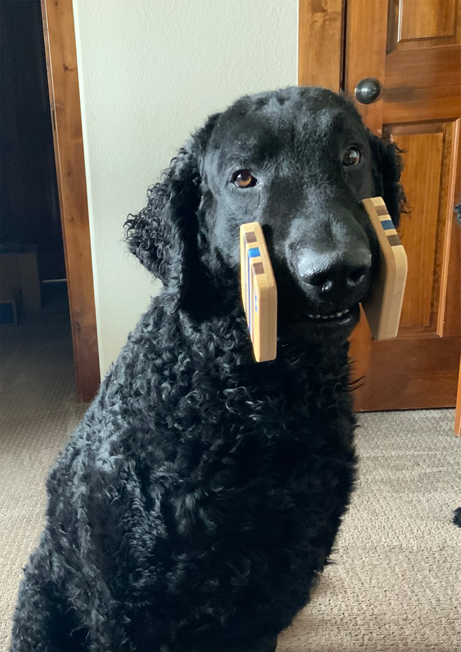  Griffin, a curly coated retriever, modeling his new wood articles. 