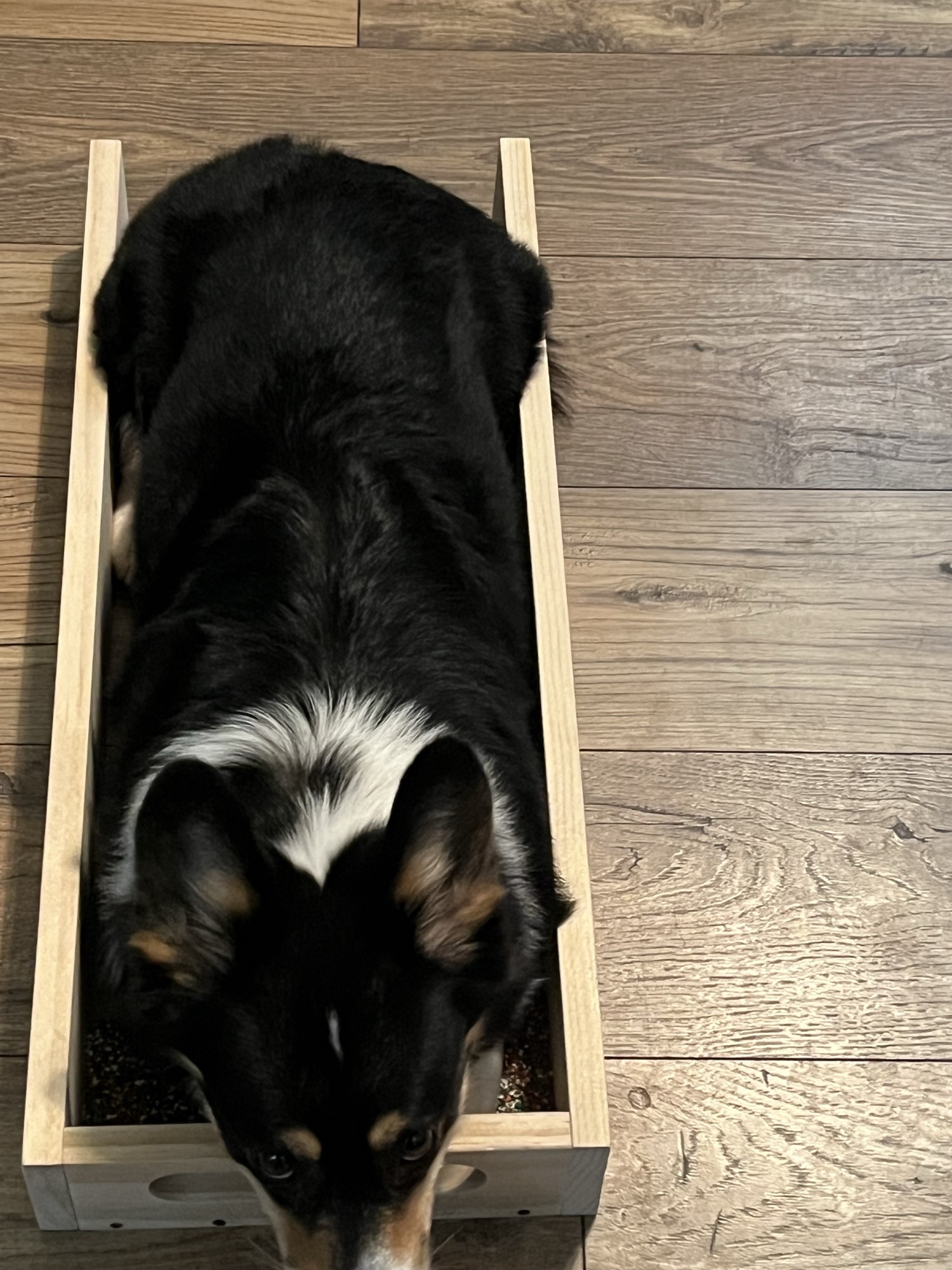  A perfectly sized position box for this corgi. 